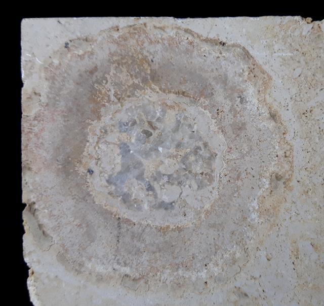 Hibolithes sp. (MONTFORT 1808) & Becherschwamm indet. - Bild &copy; FossNet FossilienStore